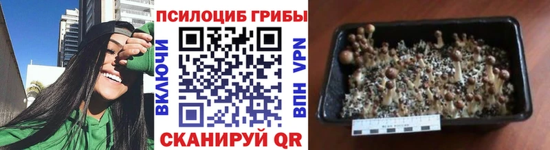 Псилоцибиновые грибы MAGIC MUSHROOMS  Купить где  Сольцы 